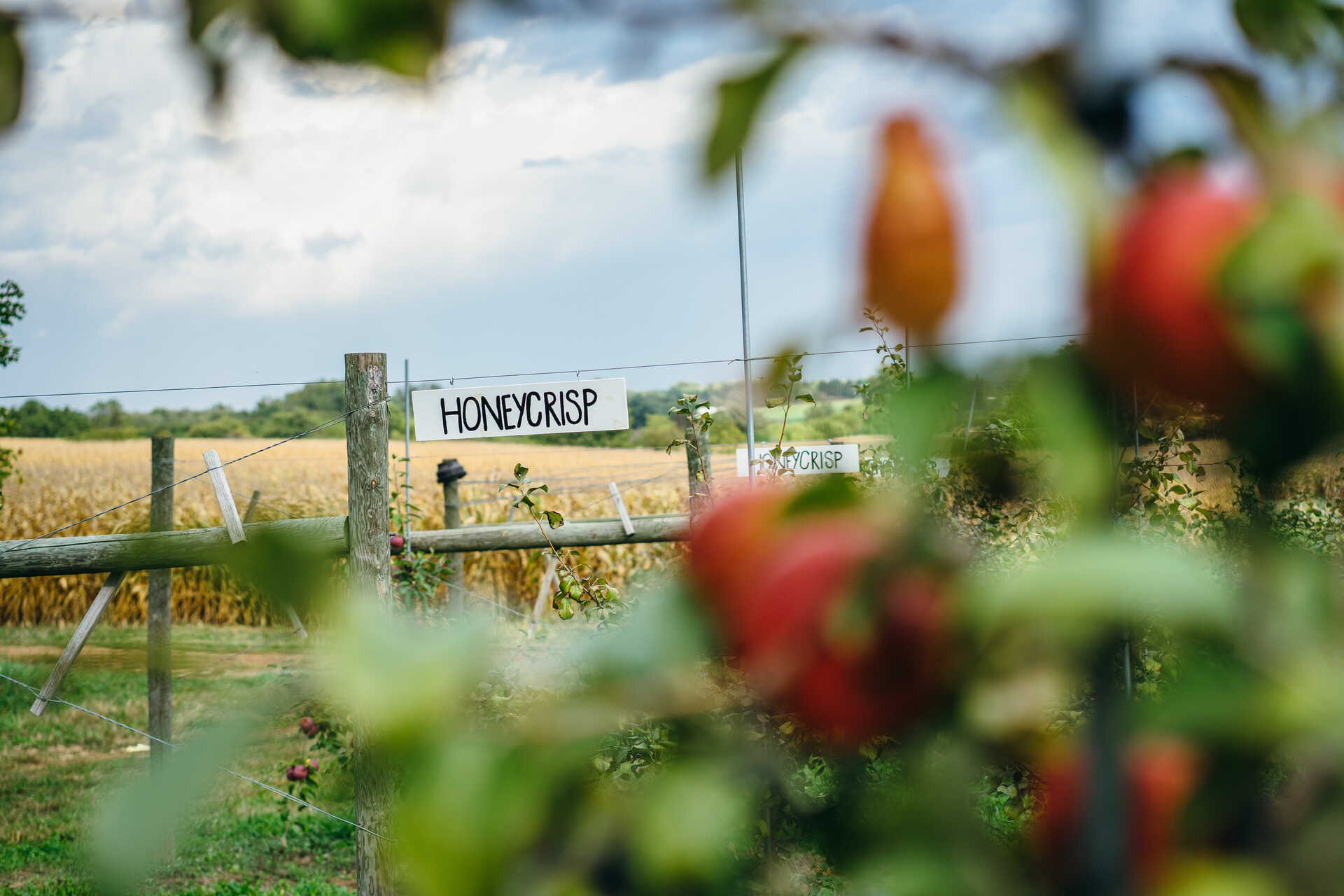 Honeycrisp apples at Cody's Farm & Orchard near Marengo, Illinois